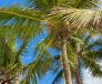 feral orange cool coconut